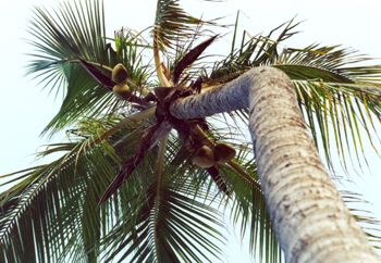 Jamaica Palm tree taken with a Minolta maxxum 300si by Rebecca Urban 